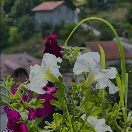 Dream Villa Sarajevo
